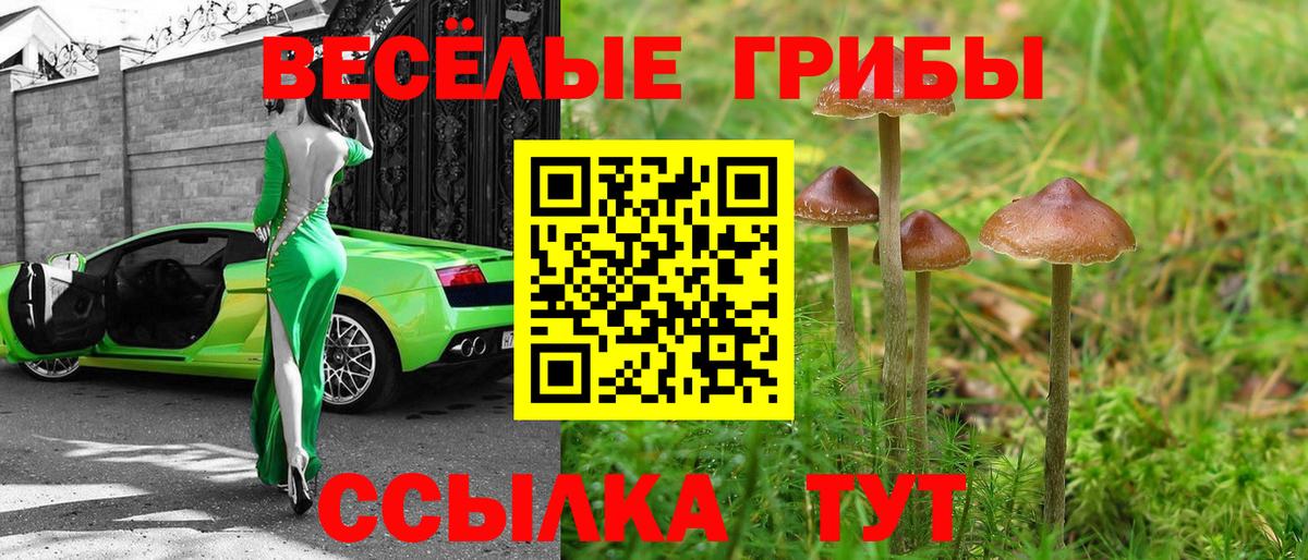Псилоцибиновые грибы Cubensis Будённовск